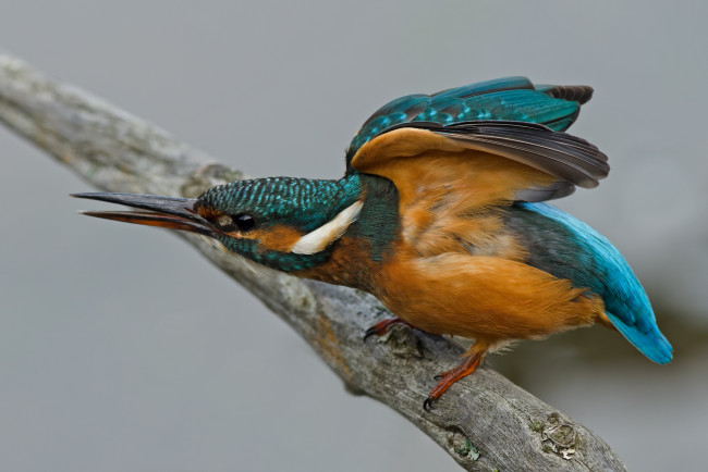 Обои картинки фото животные, зимородки, рыболов, сучок