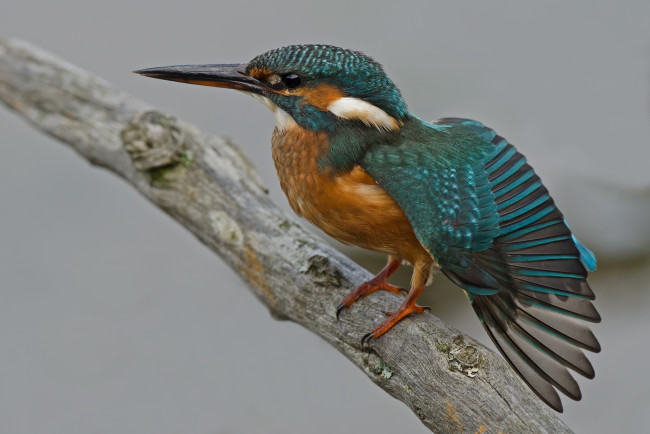 Обои картинки фото животные, зимородки, сучок, рыболов