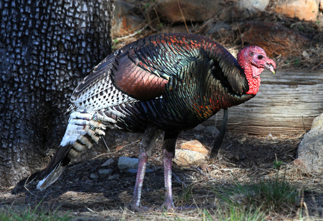 Обои картинки фото животные, индюки, индюшка, полянка