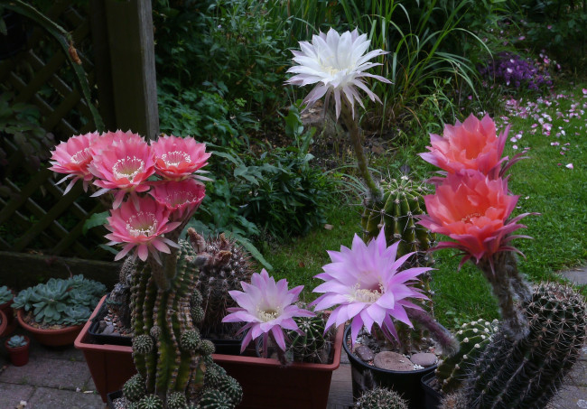 Обои картинки фото цветы, кактусы, цветение