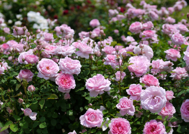 Обои картинки фото цветы, розы, розарий