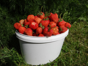 Картинка еда клубника +земляника луг трава ведро