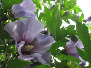 Картинка цветы мальвы