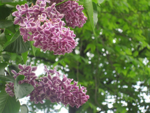 Картинка цветы сирень