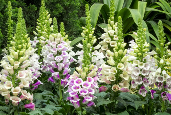 Картинка цветы дигиталис+ наперстянка растение дигиталис