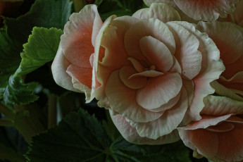 Картинка цветы бегония листья лепестки