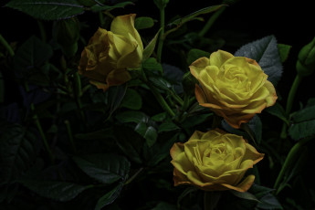 Картинка цветы розы роза