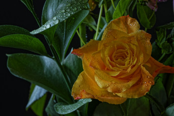 Картинка цветы розы роза