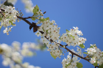 Картинка цветы цветущие+деревья+ +кустарники ветка небо