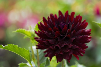 Картинка цветы георгины бордовый макро георгин