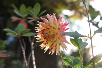 Картинка цветы георгины георгина