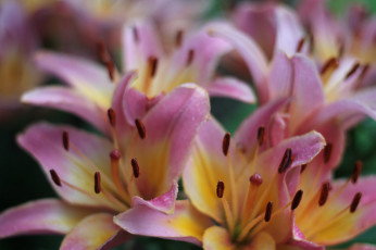 Картинка цветы лилии +лилейники