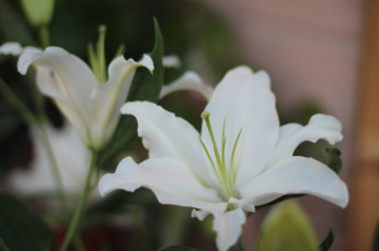 Картинка цветы лилии +лилейники лилия