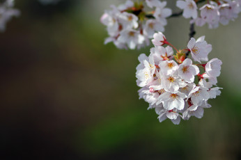 Картинка цветы сакура +вишня