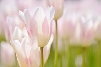 Картинка цветы тюльпаны