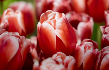 Картинка цветы тюльпаны макро бутоны