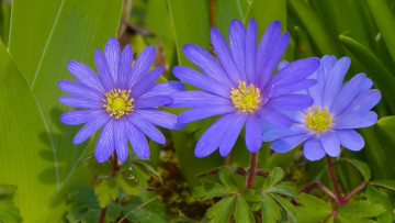 Картинка цветы ветреницы +печёночницы листья трио ветреница