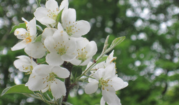 Картинка цветы цветущие+деревья+ +кустарники весна