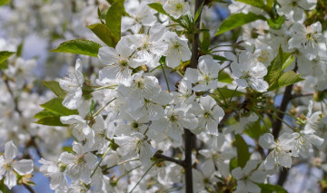 Картинка цветы цветущие+деревья+ +кустарники ветка