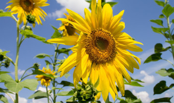 Картинка цветы подсолнухи лепестки подсолнух