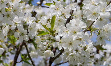 Картинка цветы цветущие+деревья+ +кустарники ветка