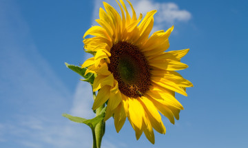 Картинка цветы подсолнухи лепестки подсолнух