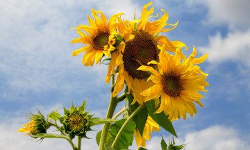 Картинка цветы подсолнухи лепестки подсолнух