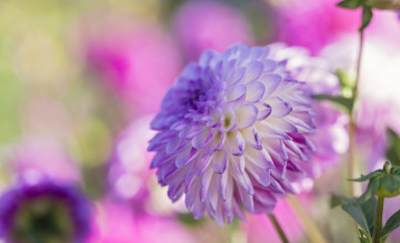 Картинка цветы георгины макро розовый георгин круглый