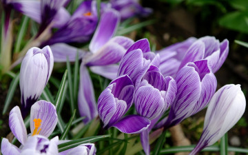Картинка цветы крокусы поляна полосатые
