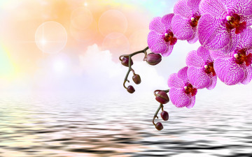 Картинка цветы орхидеи орхидея orchid flowers