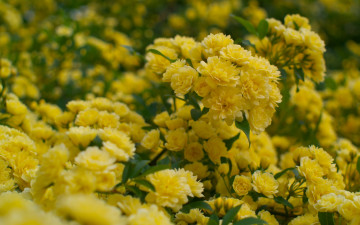 Картинка цветы розы макро лепестки бутон роза