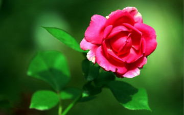 Картинка цветы розы роза