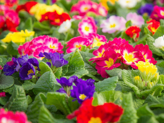 Обои картинки фото цветы, примулы, первоцвет, разноцветные, примула