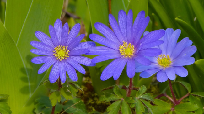 Обои картинки фото цветы, ветреницы,  печёночницы, листья, трио, ветреница