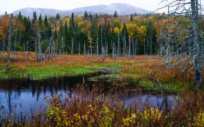 Обои картинки фото природа, реки, озера, река, лес