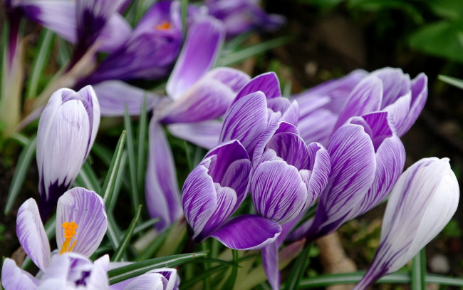 Обои картинки фото цветы, крокусы, поляна, полосатые