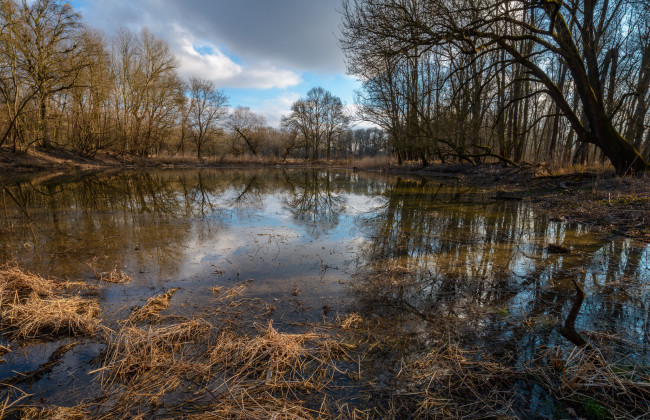 Обои картинки фото природа, реки, озера, лес, река