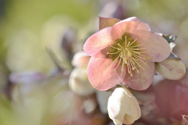 Обои картинки фото цветы, геллеборус , морозник, цветок