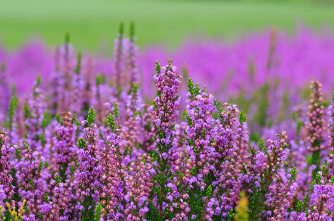 Обои картинки фото цветы, вереск,  эрики, макро, боке