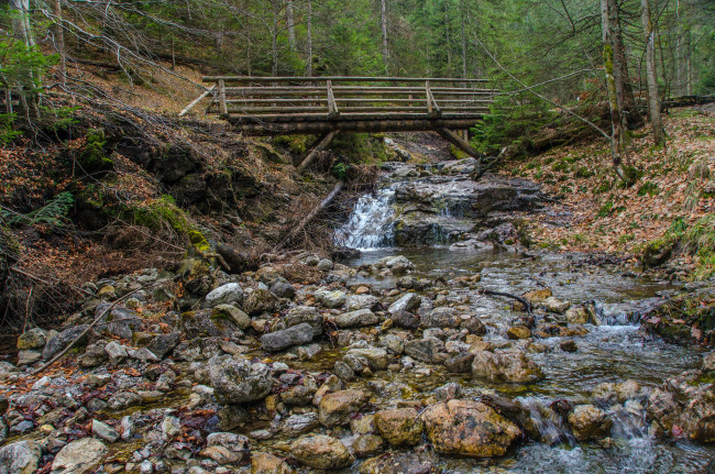 Обои картинки фото природа, реки, озера, река, лес