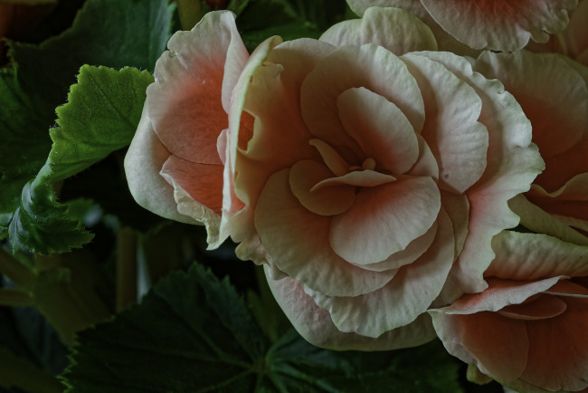 Обои картинки фото цветы, бегония, листья, лепестки