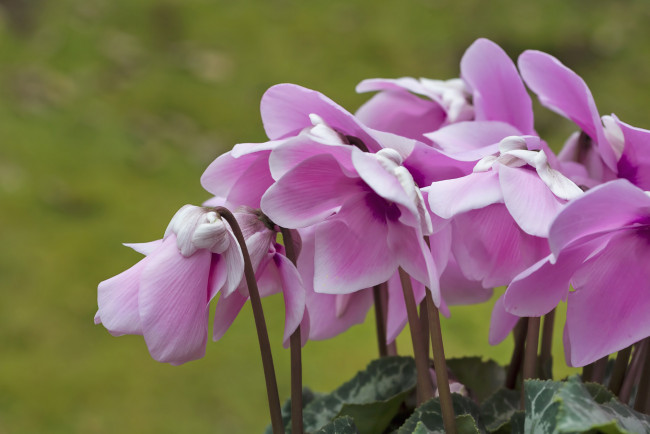 Обои картинки фото цветы, цикламены, цикламен, макро, розовый