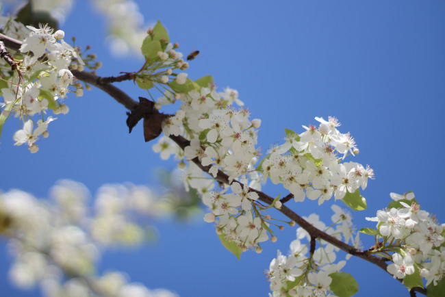 Обои картинки фото цветы, цветущие деревья ,  кустарники, ветка, небо
