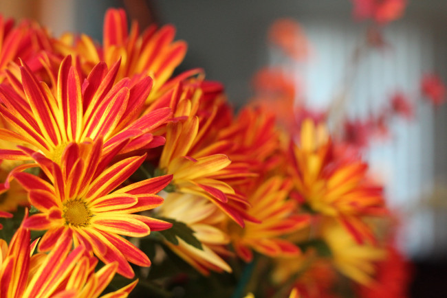 Обои картинки фото цветы, хризантемы