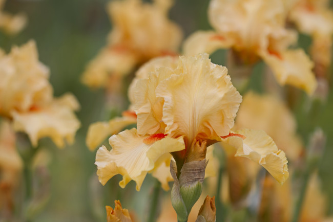 Обои картинки фото цветы, ирисы, макро, желтый, ирис