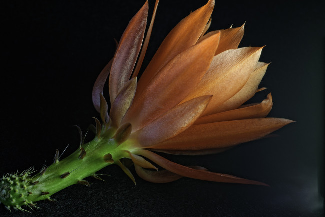 Обои картинки фото цветы, кактусы, лепестки, листья