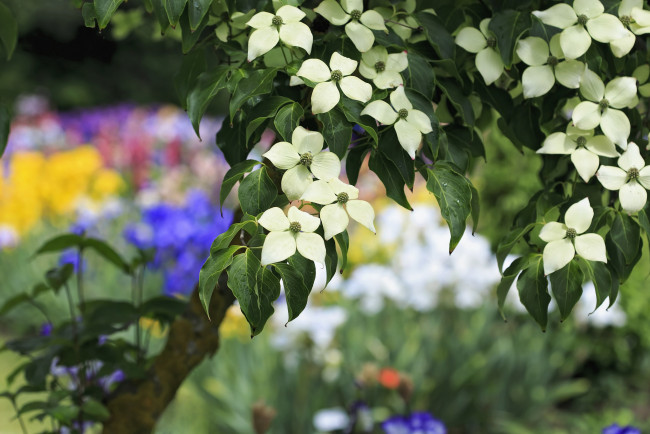 Обои картинки фото цветы, кизил, весна, дерево