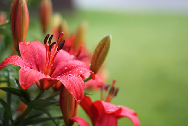 Обои картинки фото цветы, лилии,  лилейники, лилия