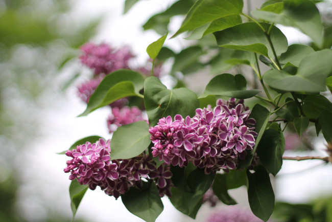 Обои картинки фото цветы, сирень