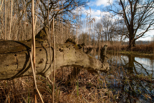 Обои картинки фото природа, реки, озера, лес, река